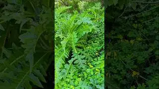 #nature #plants #mountains #mountain #tenerife #spain #short #shorts #beauty