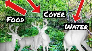 BUCK SIGN!!!  This Spot Has Everything a Whitetail Needs #deerhunting #bowhunting #summerscouting