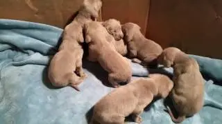 Silver Labmaraner Puppies Labrador Weimaraner Cross Born 11-23-2016