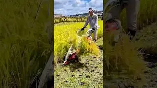 Handheld rice harvester: Quality tools and machinery enhance work efficiency