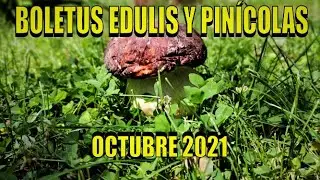 BOLETUS EDULIS / PIN&Iacute;COLAS - OCTUBRE 2021