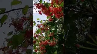 Quisqualis indica （使君子）