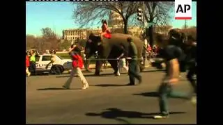 Circus elephants march through Capitol Hill