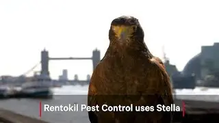 Britain's Got Talons - Rentokil Hawking Solution