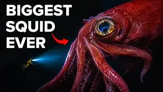Nothing About Colossal Squids Is Normal...Here's Why