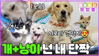 [#모았동물농장] 개랑 고양이는 서로 원수라고요? 이 친구들은 다릅니다 서로 단짝인 개와 고양이 #TV동물농장 #AnimalFarm #SBSstory