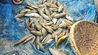মাছ ভাগ করে নিলাম 