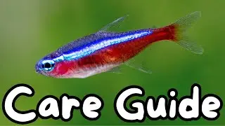 Cardinal Tetra Care Guide