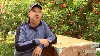 Organic Video