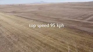 Racing Pronghorn Antelope