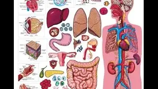 Amazing facts of Internal organ.