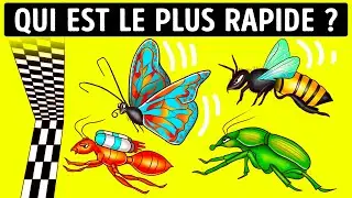 Vous ne croirez pas qui sont les insectes les plus rapides | Faits &eacute;tranges sur les animaux !