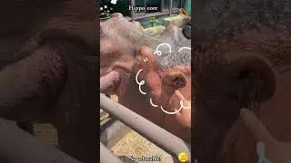 Hippo core🥰🤣#zoo #wildlife #wildanimals #animals #animales #fyp #zoolife#conservation
