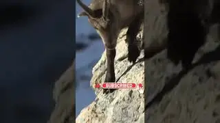 Alpine Ibex | Goat | Knowledge About Universe Official | #shorts