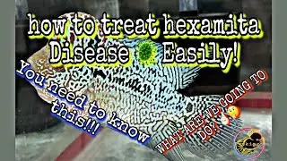 HOW TO TREAT HEXAMITA DISEASE TO YOUR FLOWERHORN EASILY RECOVER |#flowerhorn #disease #shorts #pets