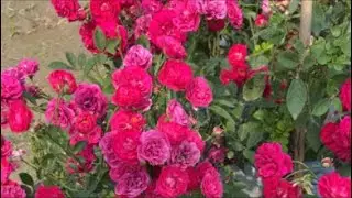 Flower garden #Flower nursery 
