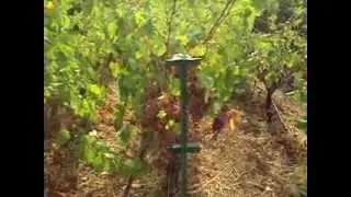 &Kappa;&tau;ή&mu;&alpha; &Kappa;ά&lambda;&lambda;&alpha;&sigmaf; &Tau;&rho;ύ&gamma;&omicron;&sigmaf; 2012 (Kallas Domain Grape-harvest 2012)