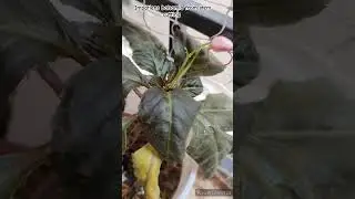 Impatiens balsamia grown from shoot cutting #impatiens #balsamplant #stemcutting