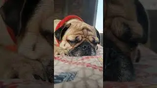 pug