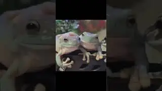 These Frogs Are Too Cute #frog#frogs#frogsoftiktok#froggies #🐸 #animals#animalsoftiktok
