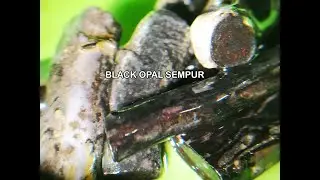Jarong black opal sempur & kalimaya sempur hasil dari treatment jemur, oven lampu | 24012023