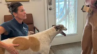 Greyhound gets an adjustment