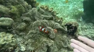 Finding Nemo in Paradise Island Samal