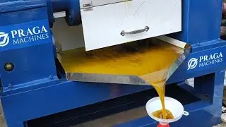 Praga : Cold Press Power 💯 Mustard Oil Extraction | 10Hp Cold Press Oil Expeller Machine #coldoil 