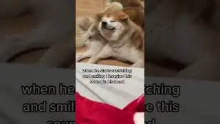 How My Dog Scratches Himself | #akitainu #dogs