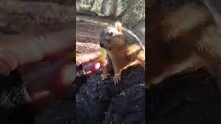 Will She Be 1st Time Mom? The Sloth Squirrel 121925