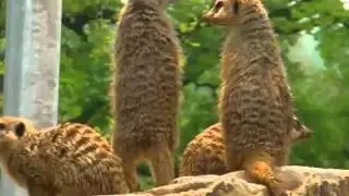 Erdmännchen im Tierpark Sababurg: Versteckspiel zur Einweihung