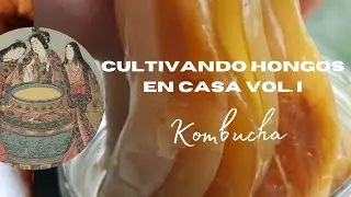 Prepara Kombucha fácilmente en tu casa! 