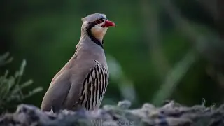 Shikari Chakor Awaz KEKLIK SESI Madi Chakor ka awazدیسی شکاری مادی چکور آواز@shahidtareen8480#birds
