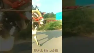 Bin Laden is her #jalikattu #krishnagiri #tamilnadu #valimai #valimaigamer #shorts