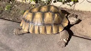 Secrets for a healthy shell