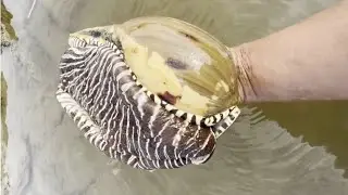 Diving to catch shrimp, eel, crab, seafood, Octopus, lobster, squid, snail,  / Seafood 2026