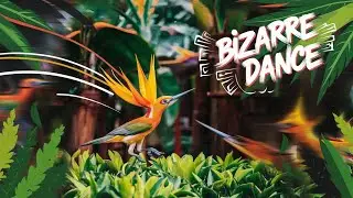 The Bizarre Mating Dance of the Bird of Paradise