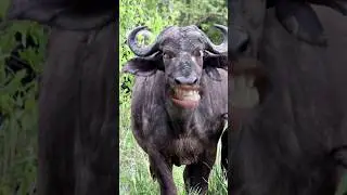 cow #cow #animals #funny #comedy #teddy #dance #teddybear #crazyteddy #song #color #love #food