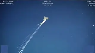 Deep Sea Creatures | What Lies At The Depths Of The Ocean Floor