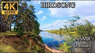 BIRDSONG OVER A MAJESTIC RIVER – PINE FOREST, BLUE SKY & PEACEFUL NATURE AMBIENCE. ASMR. 4K 60FPS 📺🌲
