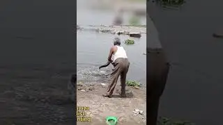 #amazing #best #snakehead fish catching marrel fish #karnataka river #fishing #snakeheadfish #hamza