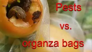 Pests vs organza bags