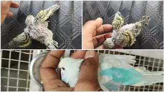 चौथा कलज Part 4 \\ budgies parrot birding progress // #birdspart4 for exotic birds
