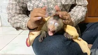 Baby Monkey Alex Take Shower