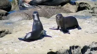 Sea lion deaths signal growing ocean climate crisis