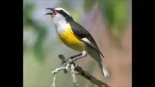 Canto de [SIBITE] 🔥 para esquentar o seu sibite .