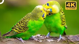 Budgerigars: The Birds That Cannot Live Alone | 4K Animal Documentary