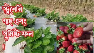 স্ট্রবেরি গাছ এবং সুমিষ্ট ফল । #video #viral #youtube #agriculture #gardening 