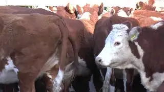 Evaluación de condición corporal en vacas de cría