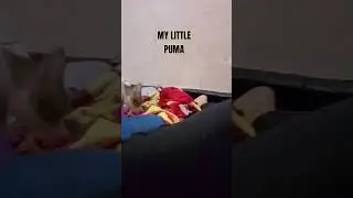 #nobarinajah #youtubeshorts #jump #shorts #viral #cat #song #music #blackpink #catlovers